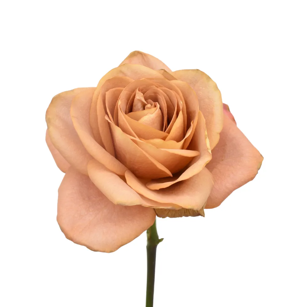 Brown Symbol Rose