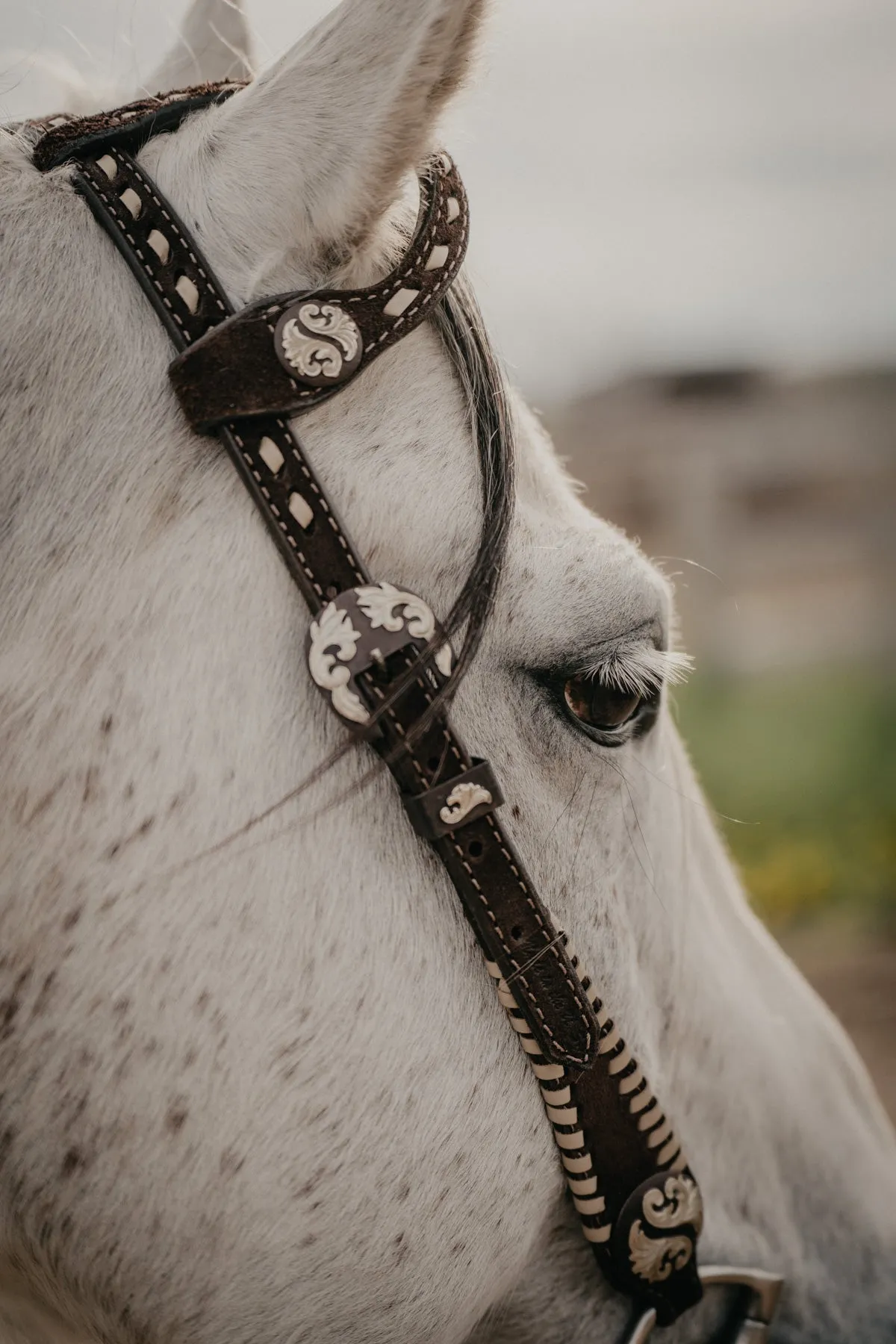 Double J Single Ear Headstall in Brown Rough Out with Cream Buck Stitch and Concho Detail