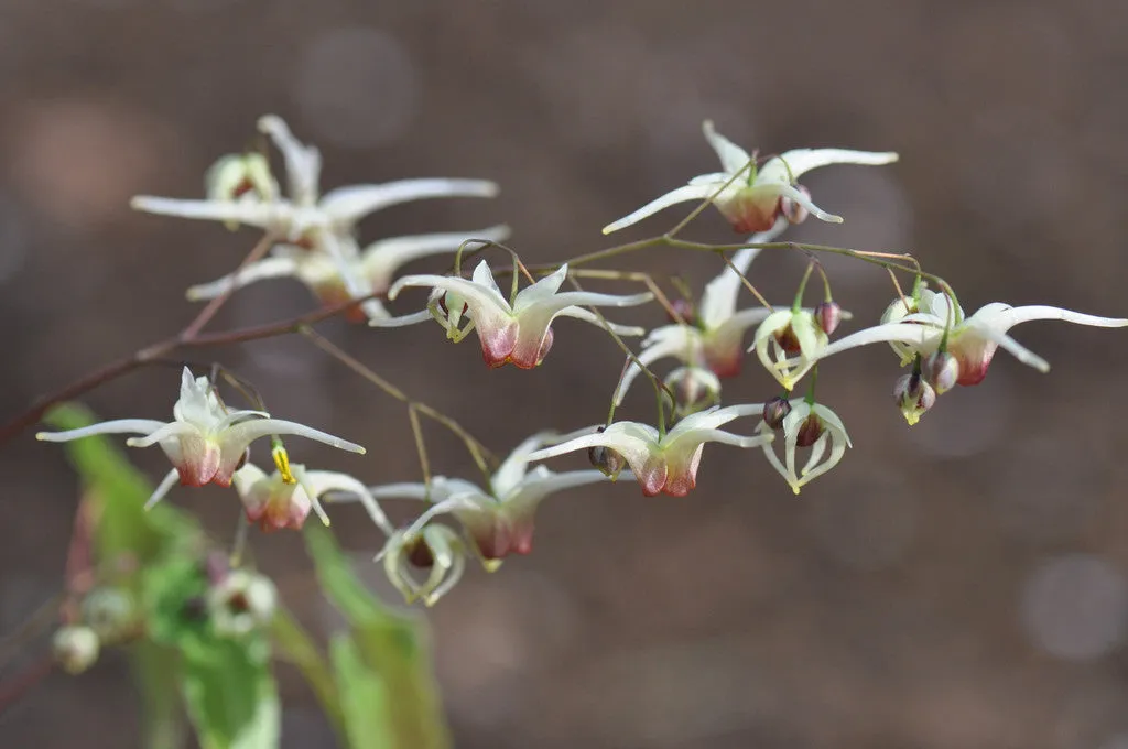 Epimedium 'Domino' (Fairy Wings)