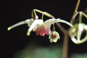 Epimedium 'Domino' (Fairy Wings)