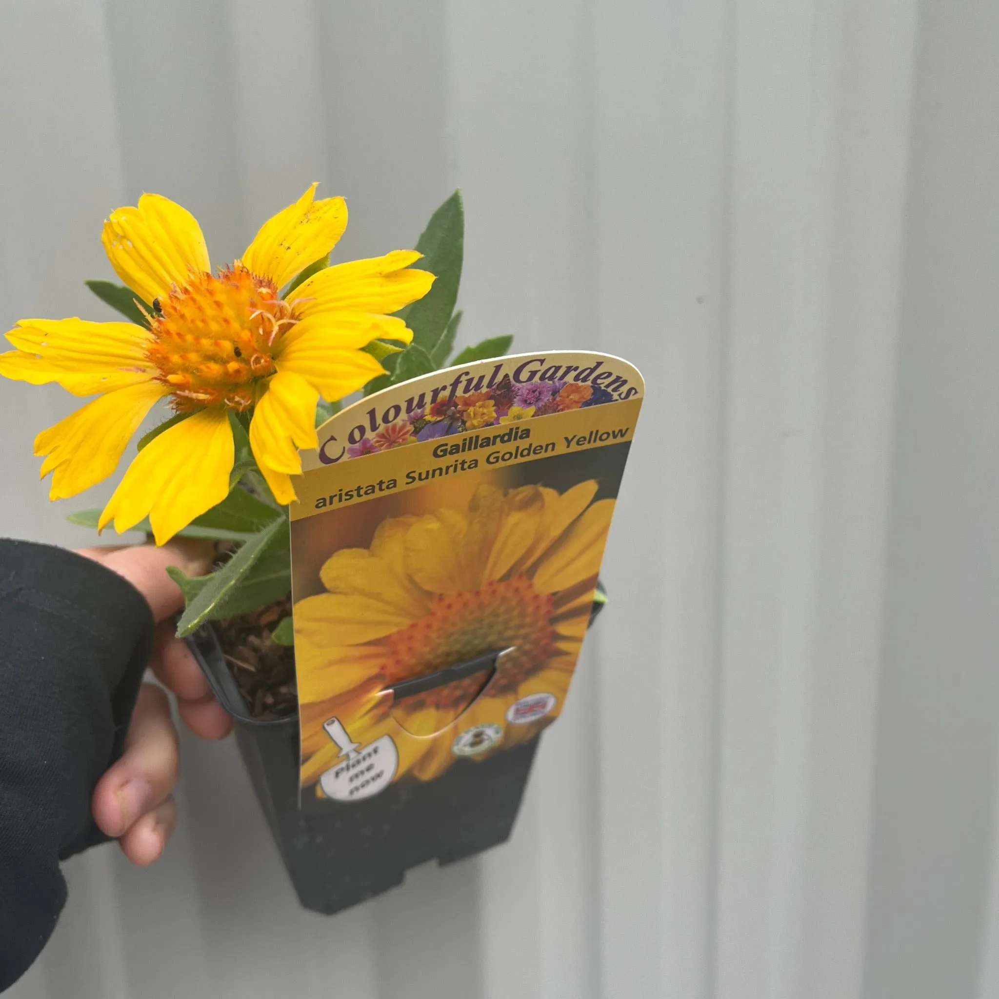 Gaillardia aristata 'Sunrita Golden Yellow' 9cm Pot