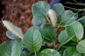 Salix nakamurana var. yezoalpina  (Creeping Alpine Willow)