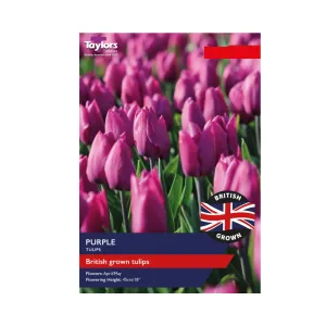 Taylors 12 British Grown Purple Bulbs